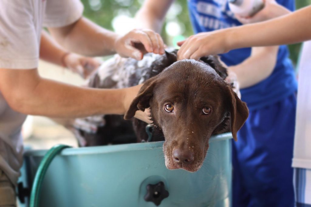 dog wash, tub, brown dog getting washed-4125187.jpg